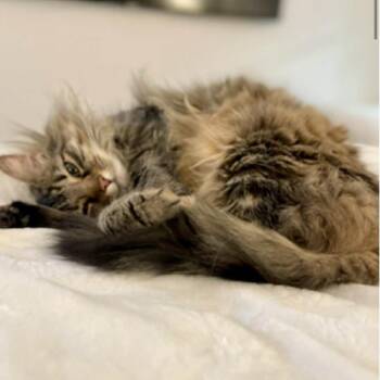 Boof -  Domestic Long Hair Cat for Adoption in Raleigh, North Carolina - Boof | PetCurious