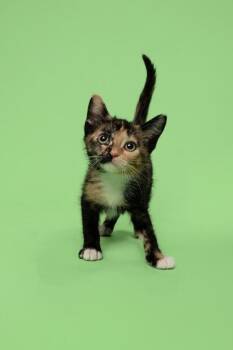 Xenonite -  Domestic Short Hair Cat for Adoption in Fort Worth, Texas - Xenonite | PetCurious