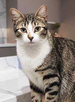 Sora -  Domestic Short Hair Cat for Adoption in Houston, Texas - Sora | PetCurious