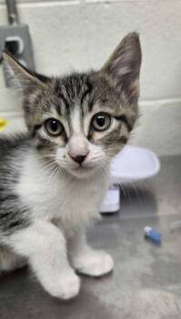 Jinn -  Domestic Short Hair Cat for Adoption in Fruit Heights, Utah - Jinn | PetCurious