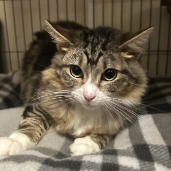 Domestic Medium Hair Cats Available for Adoption - SYLAS | PetCurious