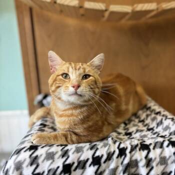 Jimbo -  Domestic Short Hair Cat for Adoption in Fargo, North Dakota - Jimbo | PetCurious