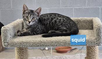 Squid -  Domestic Short Hair Cat for Adoption in Maggie Valley, North Carolina - Squid | PetCurious