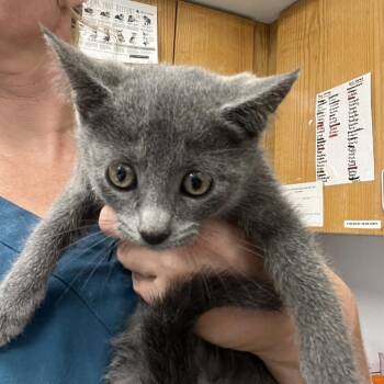 Dallas -  Domestic Short Hair Cat for Adoption in Durango, Colorado - Dallas | PetCurious