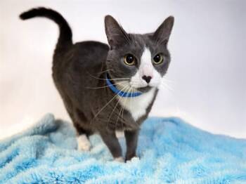 BRUCE LEE -  Domestic Short Hair Cat for Adoption in Fort Lauderdale, Florida - BRUCE LEE | PetCurious