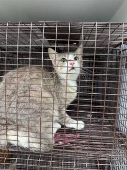Domestic Short Hair Cats Available for Adoption in Houston, Texas - A656649 | PetCurious