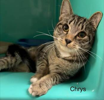 Domestic Short Hair Cats Available for Adoption - Chrys | PetCurious