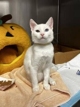 Crumb Muffin -  Siamese and Domestic Short Hair Cat for Adoption in Roseville, California - Crumb Muffin | PetCurious