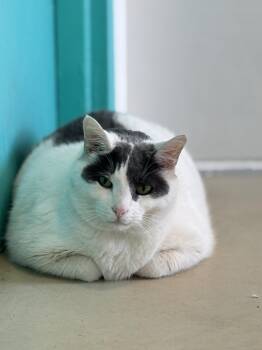 Domestic Short Hair Cats Available for Adoption in Chicago, Illinois - Free Willy | PetCurious
