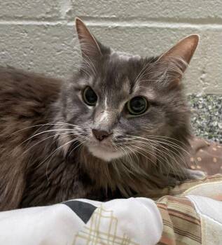 Domestic Long Hair Cats Available for Adoption in Jackson, Michigan - Barnes | PetCurious