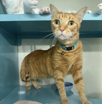 Fergus -  Domestic Short Hair Cat for Adoption in Sunrise, Florida - Fergus | PetCurious