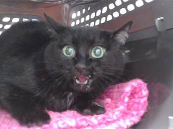 Domestic Short Hair Cats Available for Adoption - BINKIE | PetCurious
