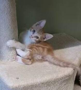 Eclair -  Tabby Cat for Adoption in San Antonio, Texas - Eclair | PetCurious