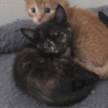 Pepper -  Domestic Short Hair Cat for Adoption in Washougal, Washington - Pepper | PetCurious