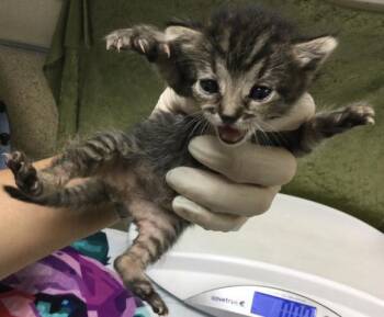 Domestic Long Hair Cats Available for Adoption in Riverside, California - PUDDING | PetCurious