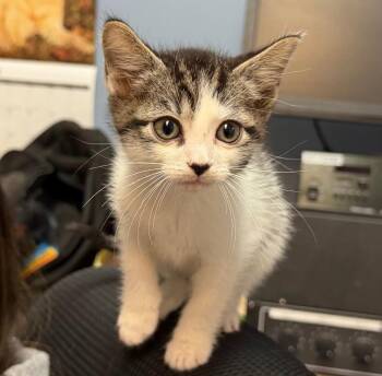 Domestic Short Hair Cats Available for Adoption - Elsa | PetCurious