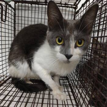Eris (Denise) -  Domestic Medium Hair Cat Available for Adoption in Edinburg, Texas - Eris (Denise) | PetCurious