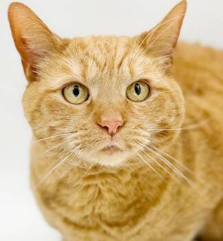 Tabby Cats Available for Adoption in Bedford Hills, New York - Peach Is DEFINITELY Purrfect! She