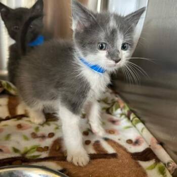 Domestic Short Hair Cats Available for Adoption in Knoxville, Tennessee - Sharpie | PetCurious