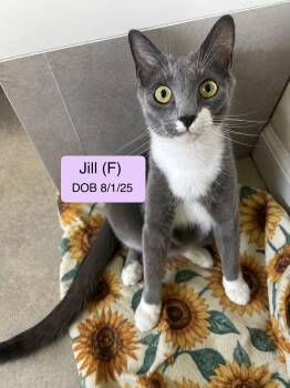 Jill -  Domestic Short Hair Cat for Adoption in Vacaville, California - Jill | PetCurious