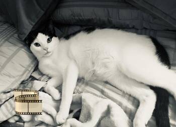 Bela Lugosi -  Domestic Short Hair Cat for Adoption - Bela Lugosi | PetCurious