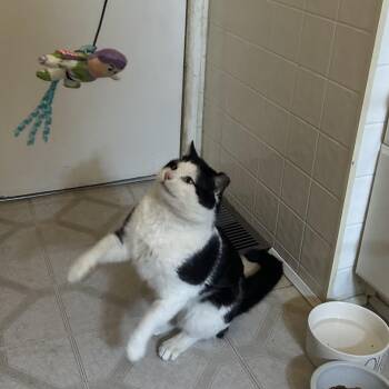 Rescue Domestic Short Hair Cats for Adoption in Prescott, Arizona - Max | PetCurious