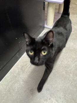 Honor -  Domestic Short Hair Cat for Adoption in Mission Viejo, California - Honor | PetCurious