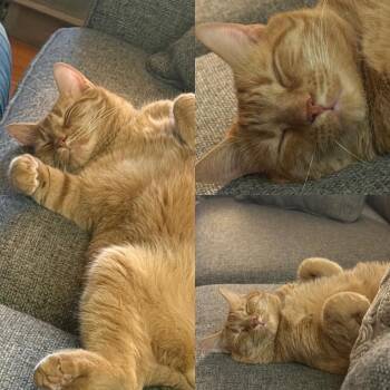 Ripley -  Domestic Medium Hair Cat for Adoption in Sunnyvale, California - Ripley | PetCurious