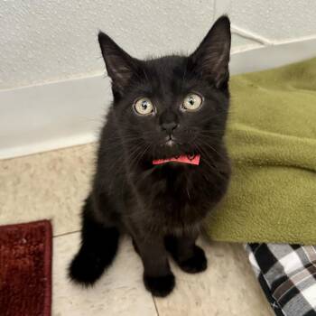 Sweetbay PL -  Domestic Short Hair Cat for Adoption in Union, Missouri - Sweetbay PL | PetCurious