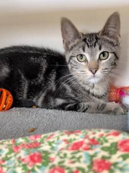 Harriet the Spy -  Domestic Short Hair Cat for Adoption in Traverse City, Michigan - Harriet The Spy | PetCurious