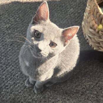 Mungbean -  Domestic Short Hair Cat for Adoption in Woodbury, New Jersey - Mungbean | PetCurious