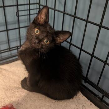 Betty White -  Domestic Short Hair Cat for Adoption in League City, Texas - Betty White | PetCurious
