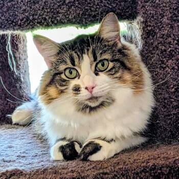 RYLEY -  Domestic Long Hair Cat for Adoption in Delhi, Ontario - RYLEY | PetCurious