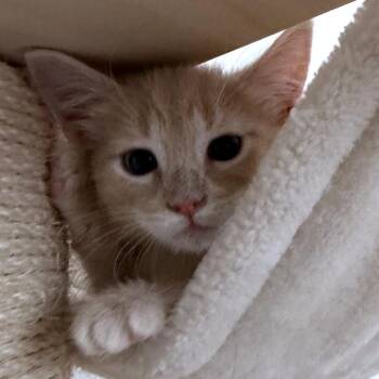 Coleman 22 -  Domestic Short Hair Cat for Adoption in Austin, Texas - Coleman 22 | PetCurious