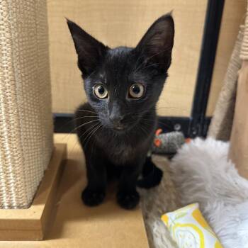 ROJO -  Domestic Short Hair Cat for Adoption in Kyle, Texas - ROJO | PetCurious