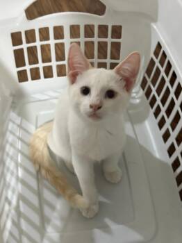 Foggy Pop -  Siamese Cat for Adoption in Youngtown, Arizona - Foggy Pop | PetCurious