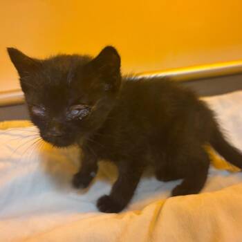 Binky -  Domestic Short Hair Cat for Adoption in Chattanooga, Tennessee - Binky | PetCurious