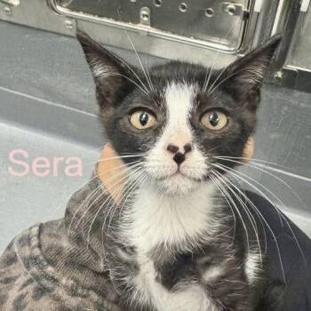Domestic Short Hair Cats Available for Adoption in Hilton Head Island, South Carolina - Sera | PetCurious