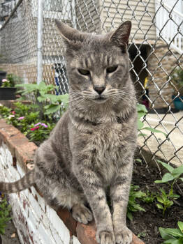 Rescue Domestic Short Hair Cats for Adoption in North Haledon, New Jersey - Ben | PetCurious