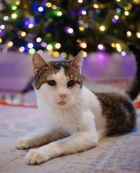 Rescue Domestic Short Hair Cats for Adoption in Lenexa, Kansas - Guinefort | PetCurious