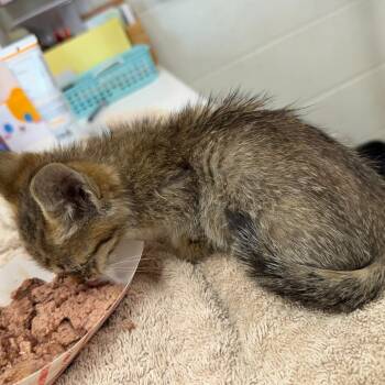 Fawn -  Domestic Short Hair Cat for Adoption in Evansville, Indiana - Fawn | PetCurious