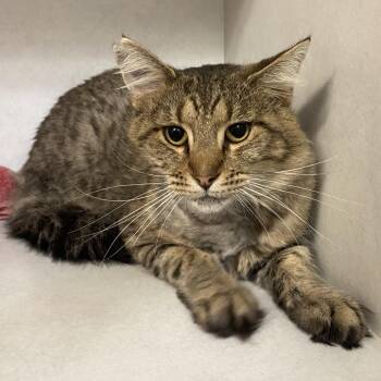 Grizzley -  Domestic Short Hair Cat for Adoption in Dayton, Ohio - Grizzley | PetCurious