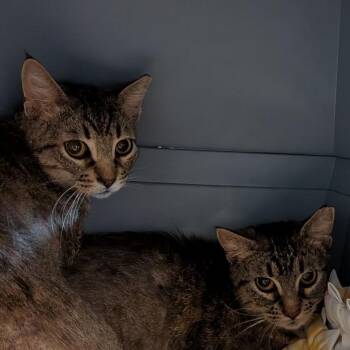 Calypso -  Domestic Short Hair Cat Available for Adoption in Fairport, New York - Calypso | PetCurious