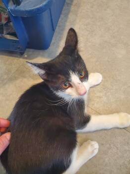 Rescue Domestic Short Hair Cats for Adoption in Bossier City, Louisiana - Titus | PetCurious