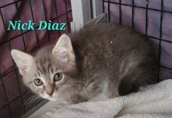 Nick Diaz Grey paws -  Domestic Short Hair Cat for Adoption in Diamond Springs, California - Nick Diaz Grey Paws | PetCurious