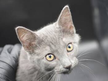 Carp -  Domestic Short Hair Cat for Adoption in Portland, Oregon - Carp | PetCurious