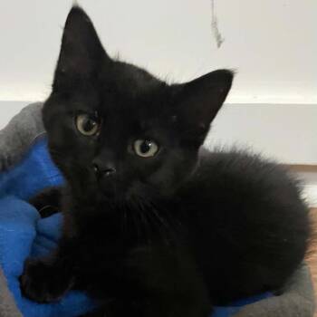 Prince -  Domestic Short Hair Cat for Adoption in Bentonville, Arkansas - Prince | PetCurious