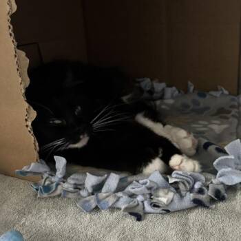 Kitti -  Domestic Short Hair Cat for Adoption in Des Moines, Iowa - Kitti | PetCurious