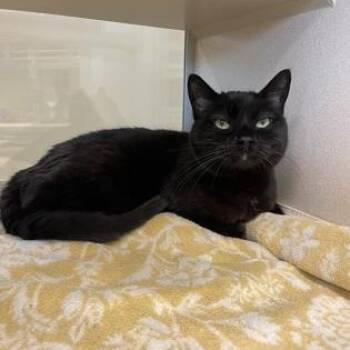 Hayley -  American Shorthair Cat for Adoption in Hackensack, Minnesota - Hayley | PetCurious