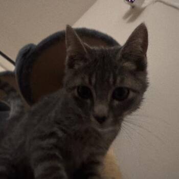 Sharkie -  Domestic Short Hair Cat for Adoption in Layton, Utah - Sharkie | PetCurious